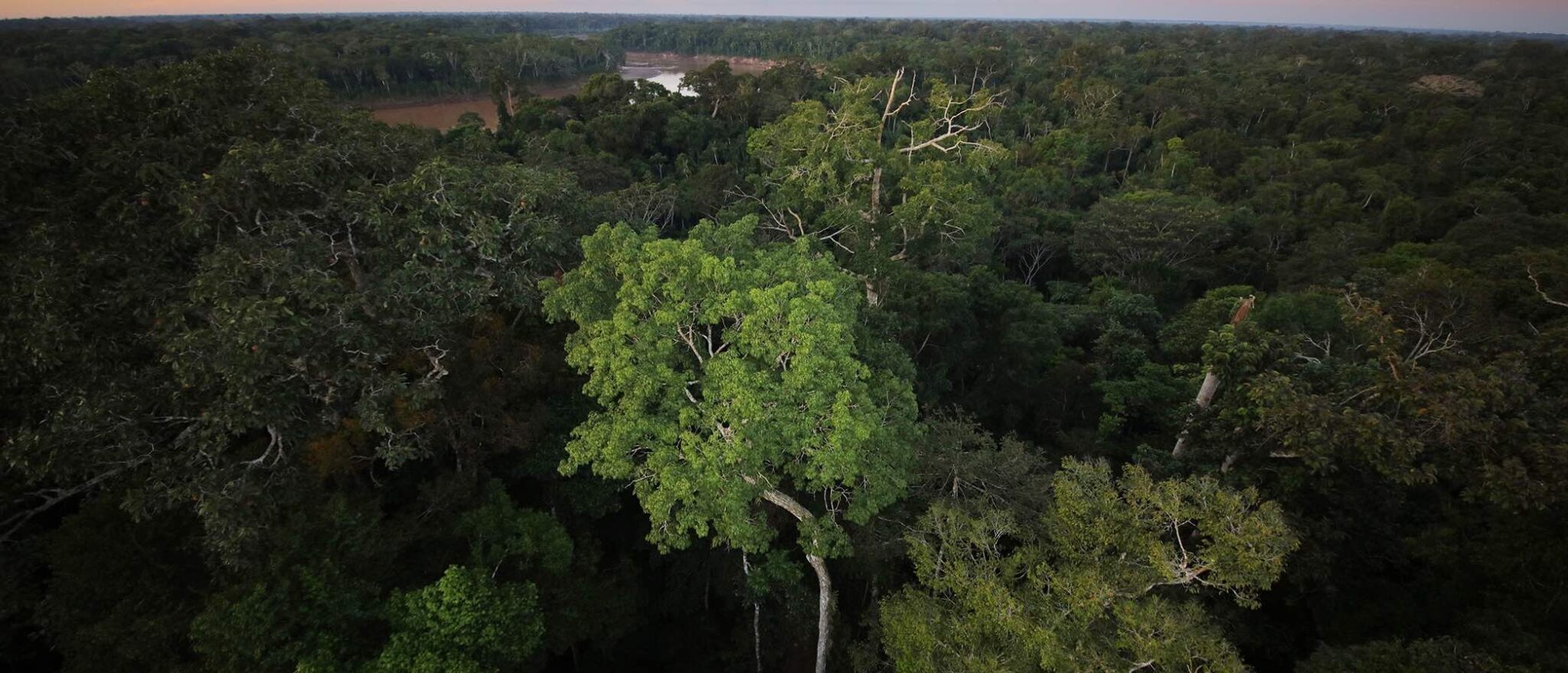 Amazon Rainforest