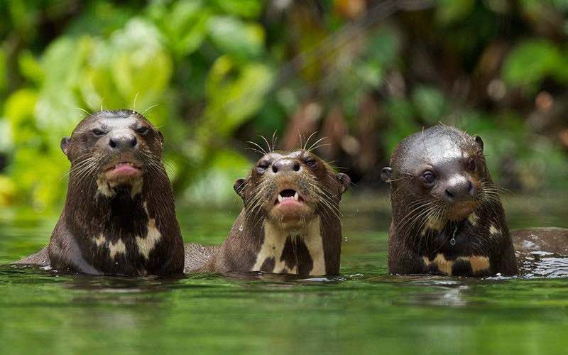 Wildlife tours in Peru