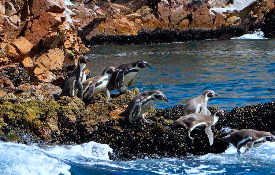 Paracas